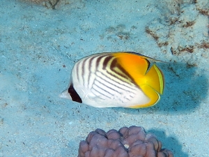 Chaetodon auriga