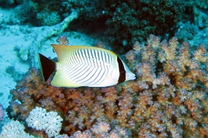 Chaetodon trifascialis