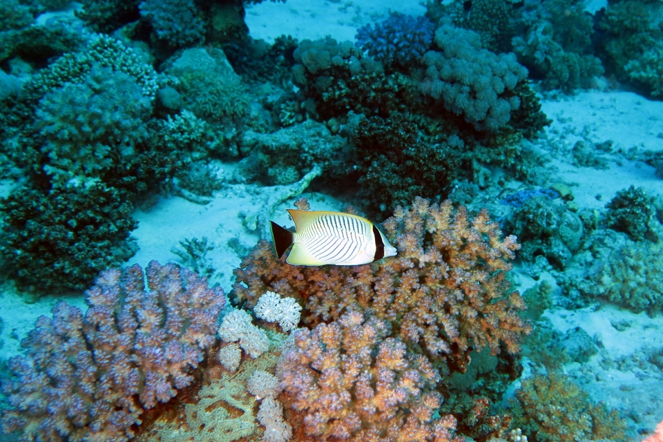 Chaetodon trifascialis