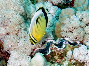 Chaetodon austriacus, Tridacna maxima