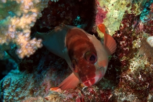 Epinephelus fasciatus