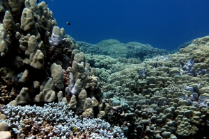 Porites nodifera