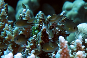 Chromis flavaxilla, Acropora