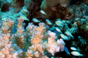 Chromis viridis, Pocillopora damicornis