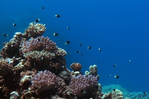 Chromis dimidiata