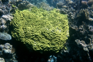 Turbinaria Reniformis