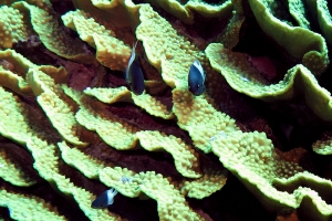 Turbinaria Reniformis, Chromis dimidiata