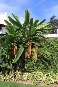 Superbe floraison colorée dans un magnifique feuillage de l'Héliconia pince de Homard ou Faux oiseau du paradis