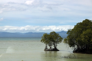 Mangrove