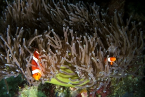 Amphiprion ocellaris, Heteractis magnifica