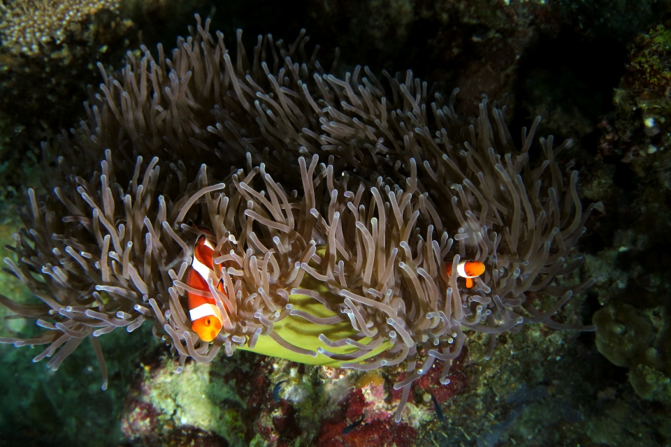 Amphiprion ocellaris, Heteractis magnifica