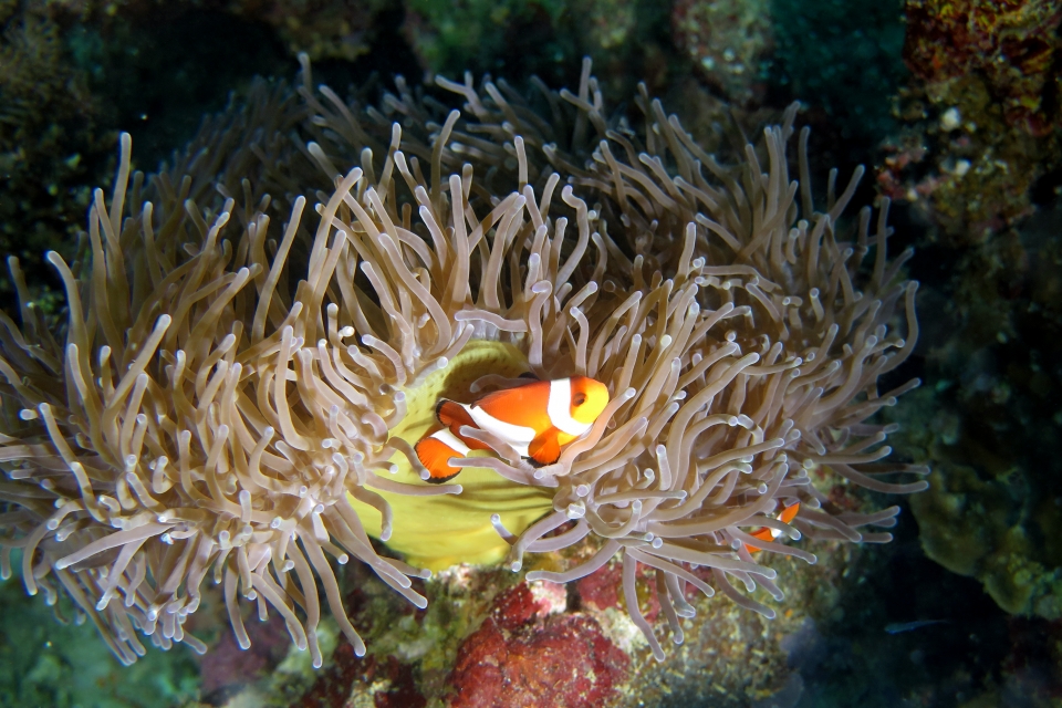 Amphiprion ocellaris, Heteractis magnifica