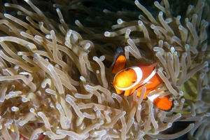 Amphiprion ocellaris, Heteractis magnifica