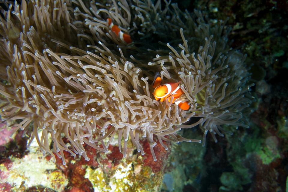 Amphiprion ocellaris, Heteractis magnifica