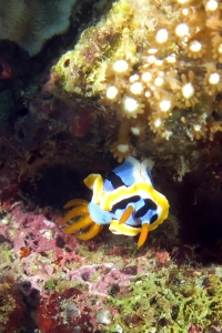 Chromodoris annae