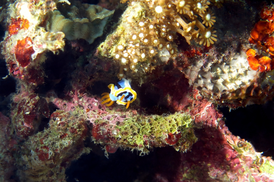 Chromodoris annae