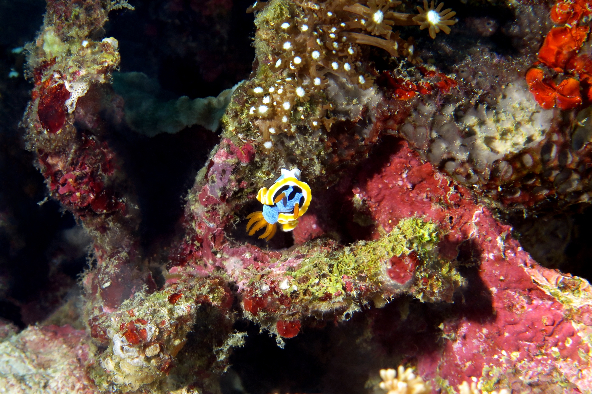 Chromodoris annae