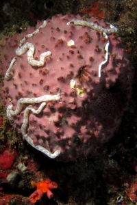 Synaptula lamperti, Eponge boule