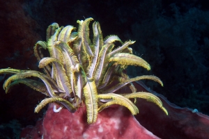 Comaster schlegelii, Xestospongia testudinaria