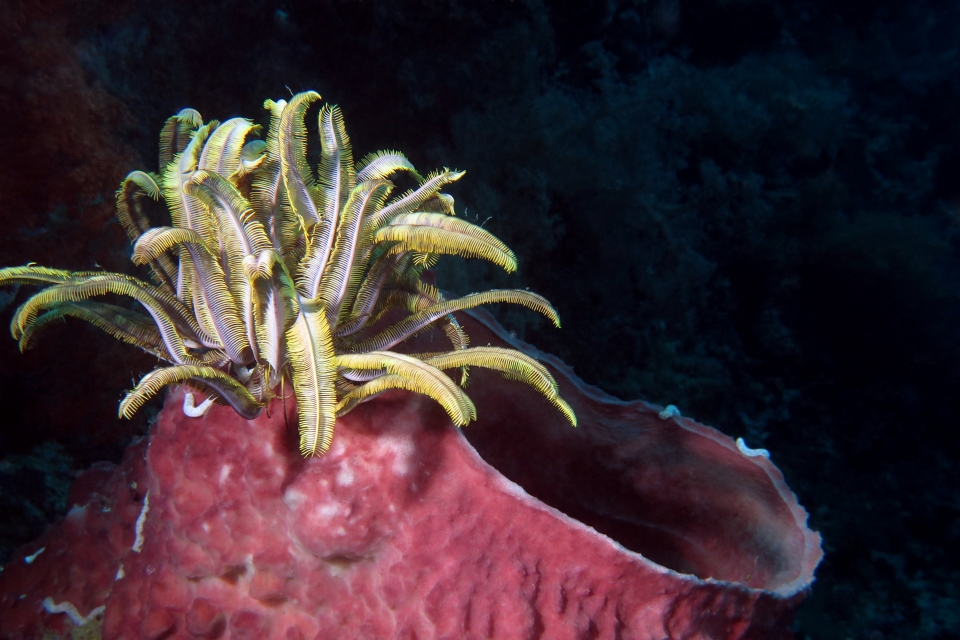 Comaster schlegelii, Xestospongia testudinaria