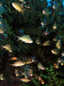 Pseudanthias huchtii, Tubastraea micranthus