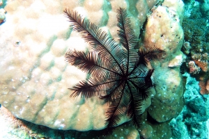 Colobometra perspinosa