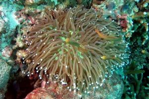 Heliofungia actiniformis, Pseudanthias huchtii