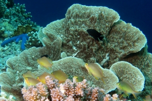 Pseudanthias huchtii