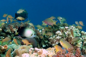 Pseudanthias huchtii, Centropyge vrolikii