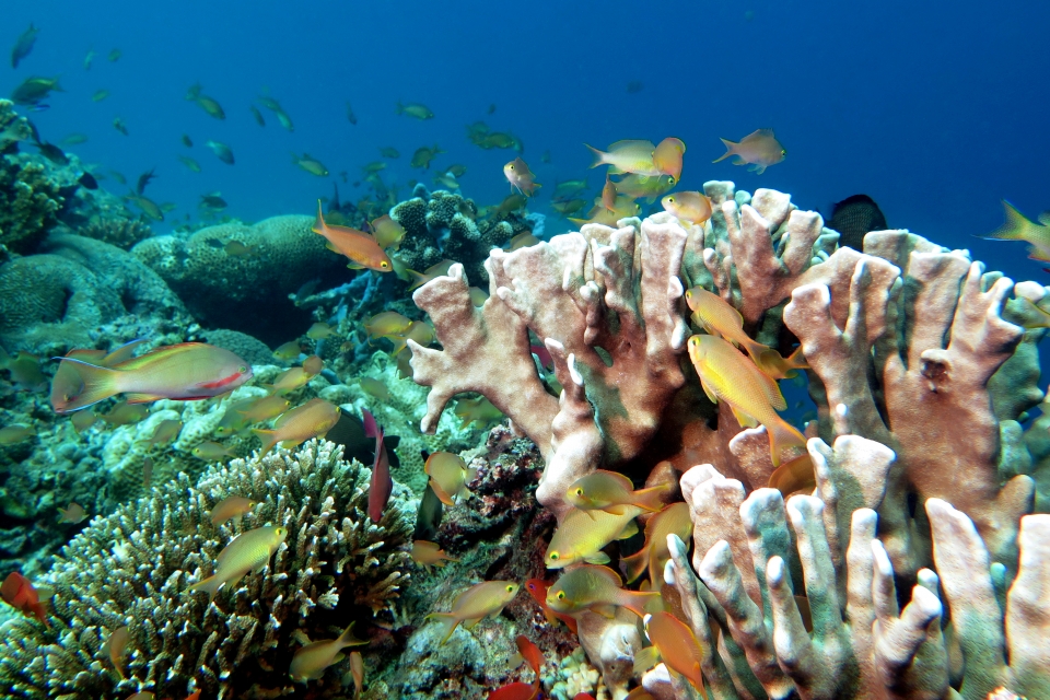 Pseudanthias huchtii