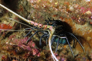 Panulirus versicolor