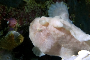 Antennarius commerson, Haliclona fascigera