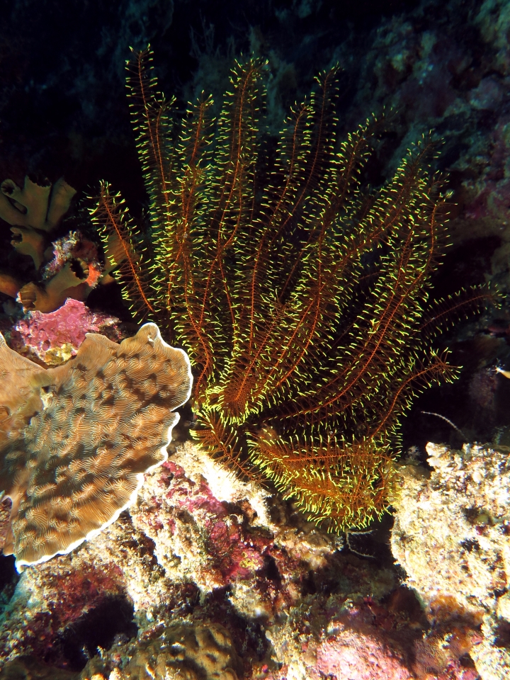 Anneissia bennetti, Leptoseris explanata