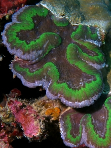 Trachyphyllia geoffroyi