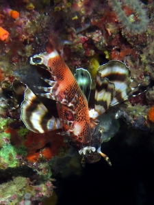 Dendrochirus biocellatus