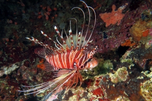 Pterois antennata