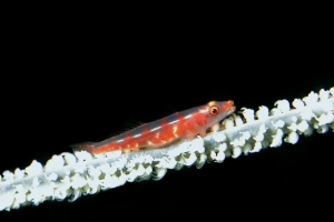 Bryaninops amplus, Cirripathes anguina