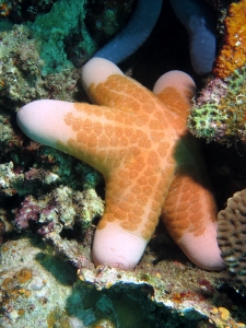 Choriaster granulatus