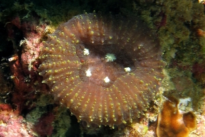 Lobophyllia hemprichii