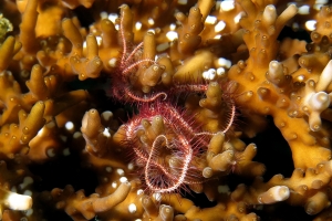 Ophiothrix purpurea, Acropora