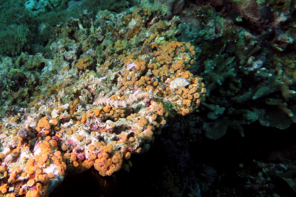 Corythoichthys intestinalis, Didemnum sp