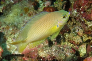 Pomacentrus moluccensis