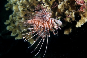 Pterois antennata