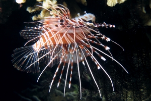 Pterois antennata