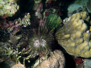 Diadema savignyi, Porites lutea