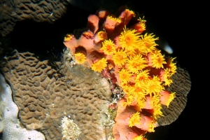 Dendrophyllia ou Tubastraea, Gardineroseris planulata