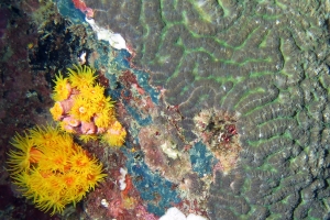 Dendrophyllia ou Tubastraea, Platygyra daedalea