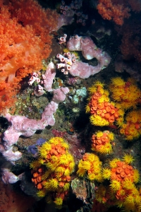 Tubastraea coccinea, Dendrophyllia ou Tubastraea