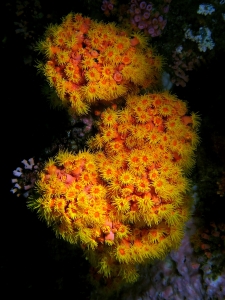 Tubastraea coccinea