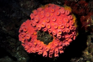 Tubastraea coccinea